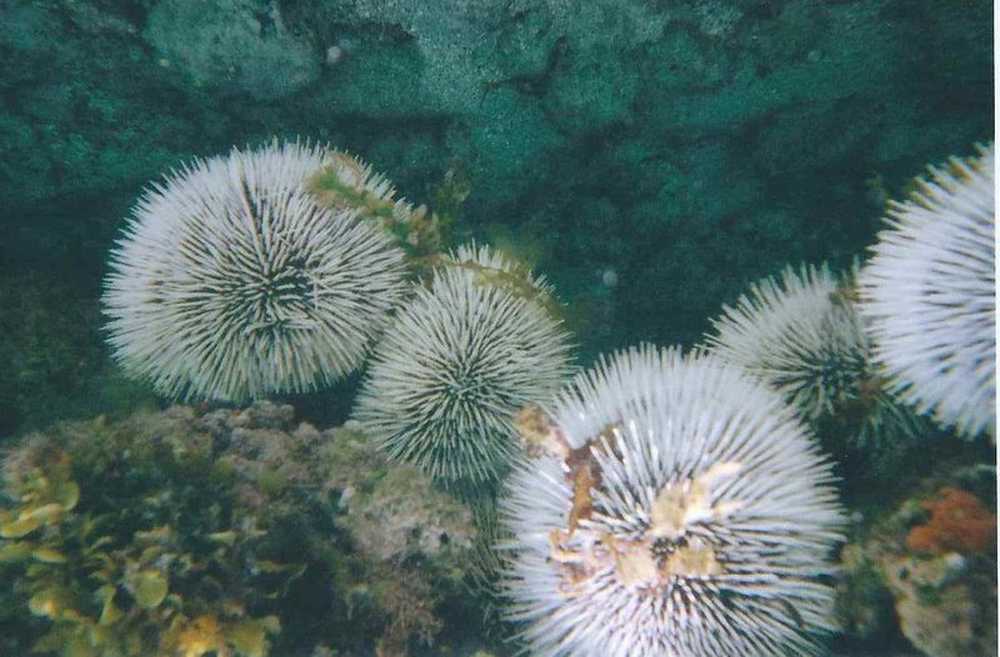 Como hacer erizos de mar